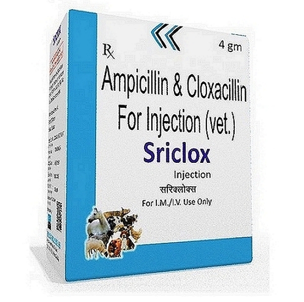 Ampicillin & Cloxacillin Injection