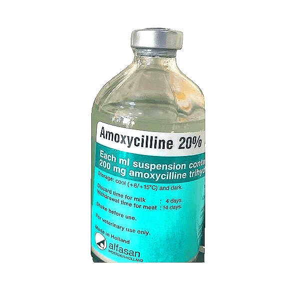 Ampicilin Alfasan Suspension