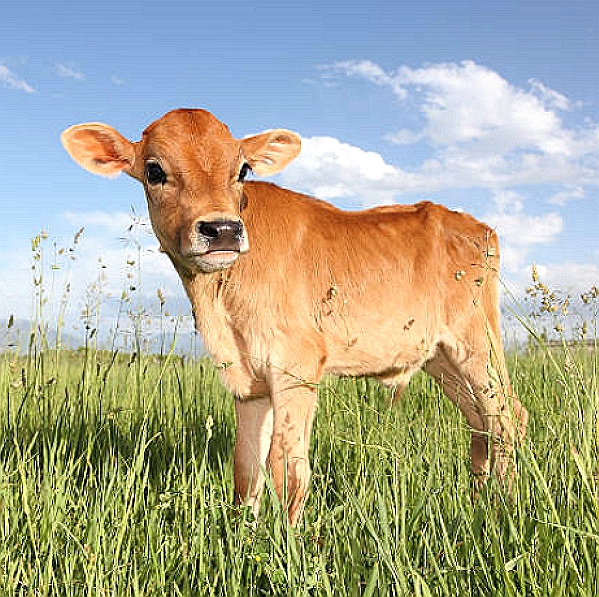 Calf Paratyphoid Vaccine