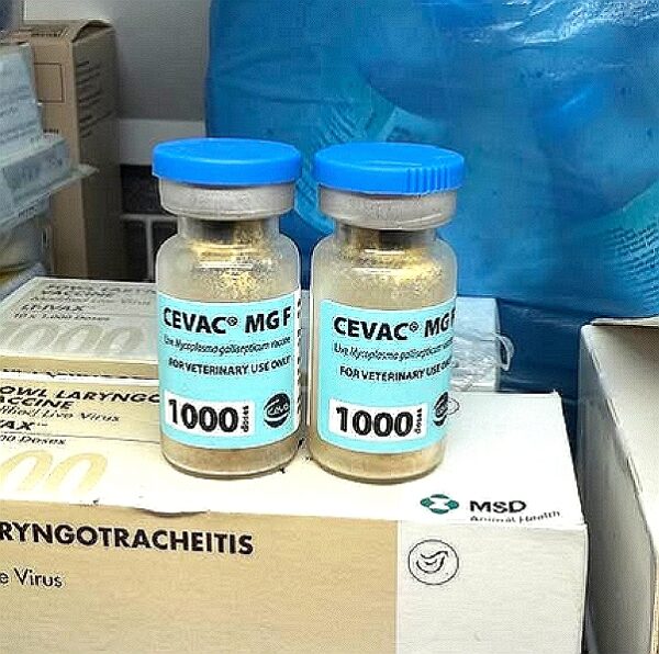 Mycoplasma Gallisepticum Vaccine