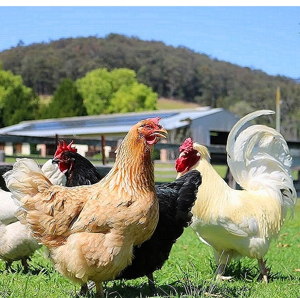 Influenza A Vaccine (Copy)