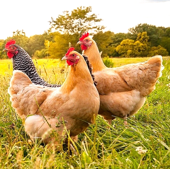 Avian Tenosynovitis Vaccine