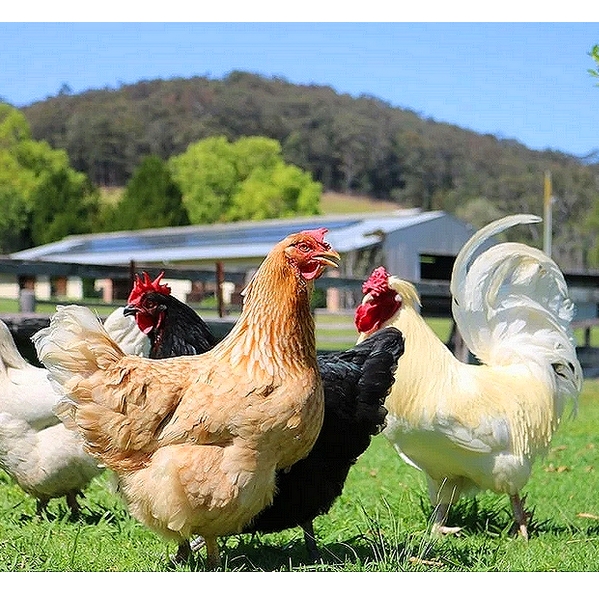 Marek’s Disease Virus Vaccine