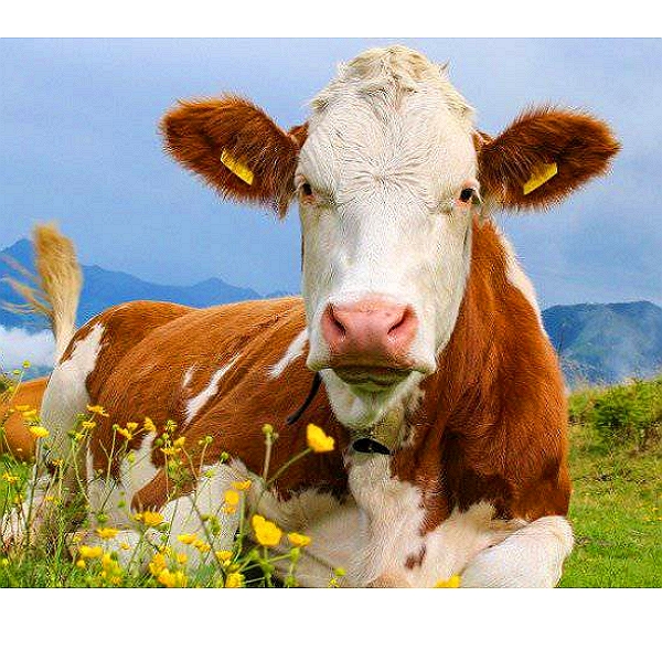 Pregnant mare serum gonadotropin (PMSG)