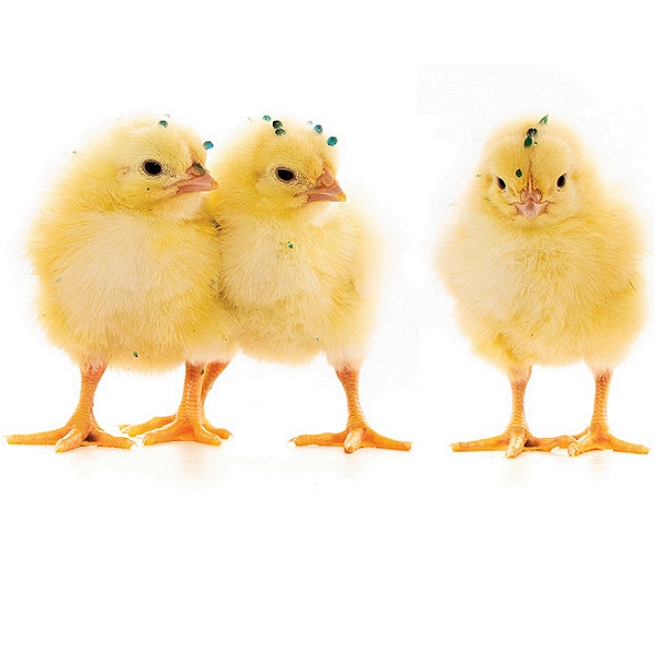 Eimeria Necatrix Vaccine (Copy)