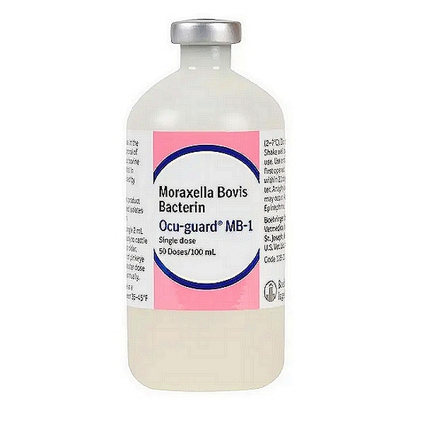 Moraxella Bovis Vaccine