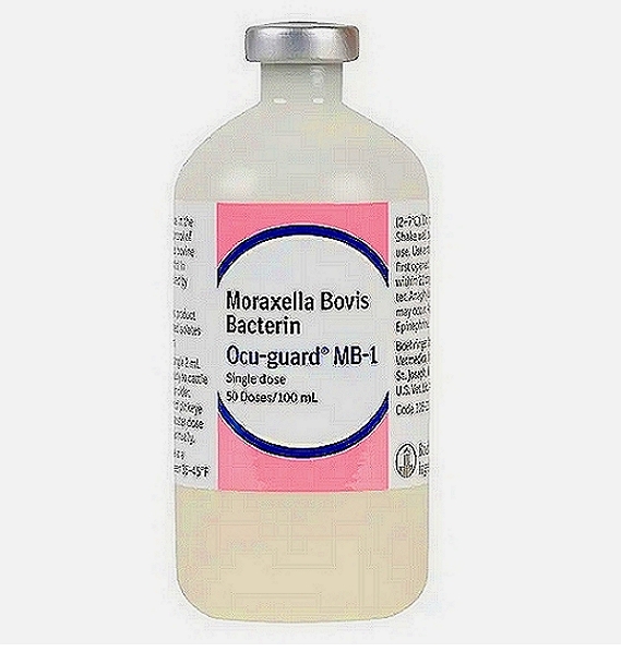 Moraxella Bovis Vaccine
