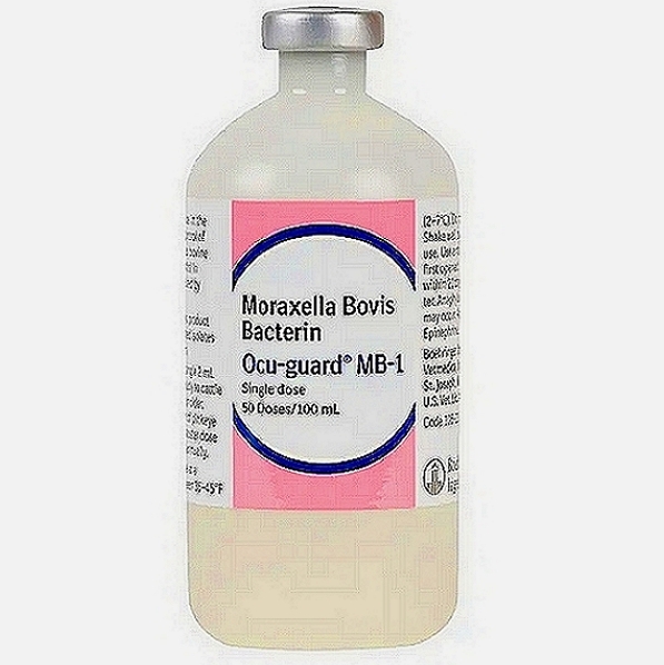 Moraxella Bovis Vaccine