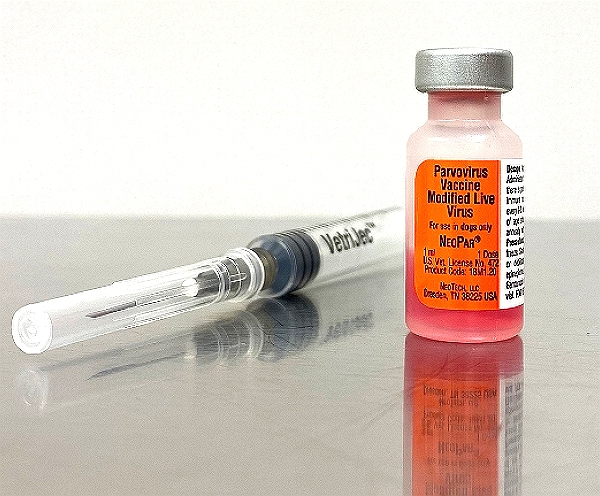 Parvovirus 1 Vaccine