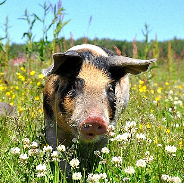 Porcine Epidemic Diarrhea Virus (PEDv) Vaccine