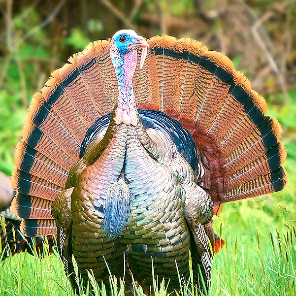 Avian Encephalo-myelitis Virus Vaccine (Copy)