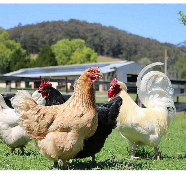 Avian Tenosynovitis Vaccine