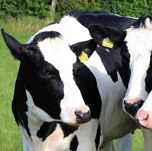 East Coast Fever Vaccine